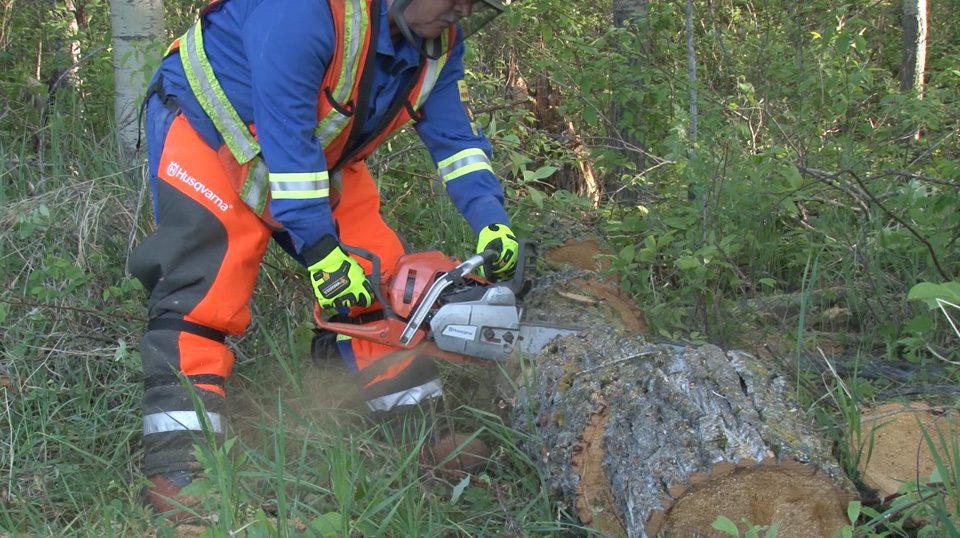 Level 2 Chainsaw Training Course -Arbotrim Training