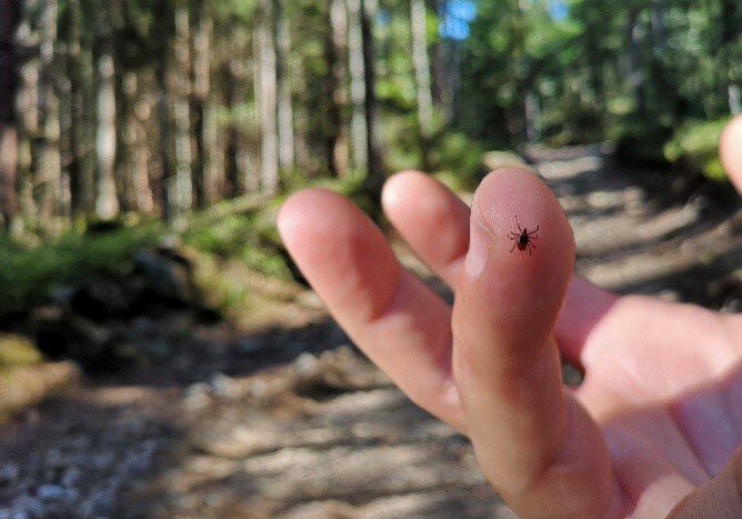 Tick Safety and Lyme Disease Prevention