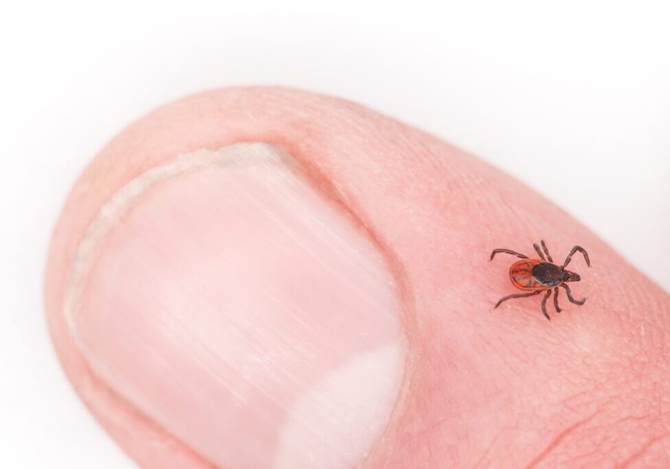Tick safety and Lyme disease prevention Tick Safety and Lyme Disease Prevention